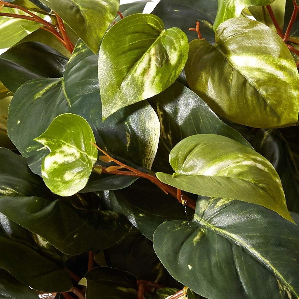 Silver Satin pothos