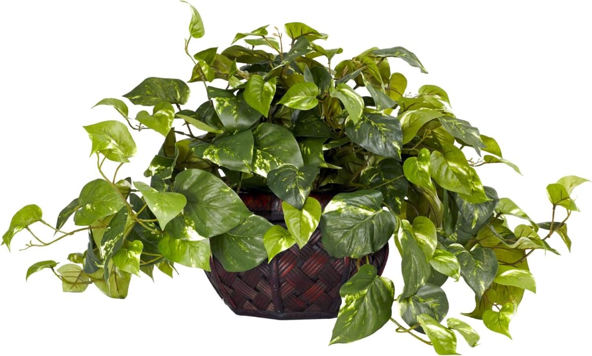 Silver Satin pothos