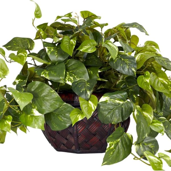 Silver Satin pothos