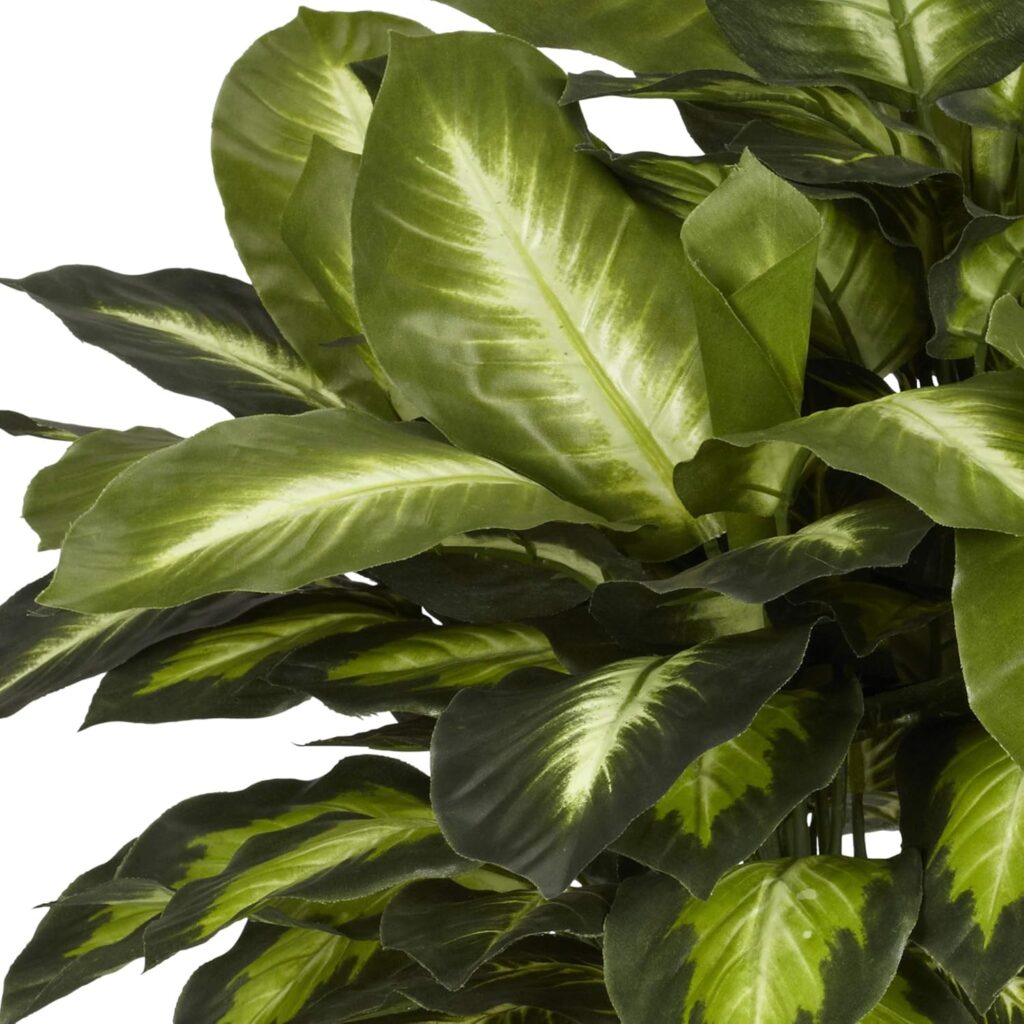 Dieffenbachia Plant