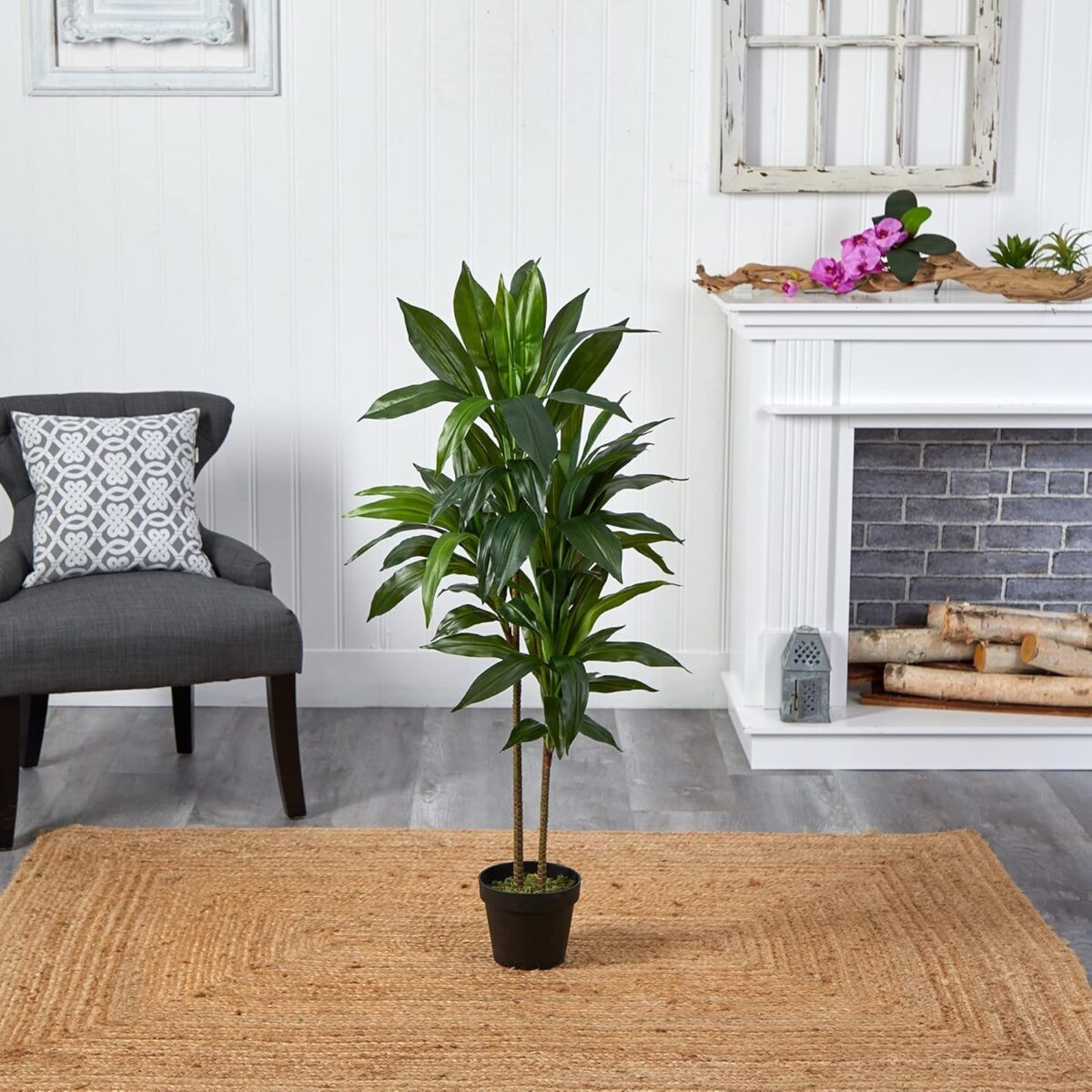 Dracaena Plants