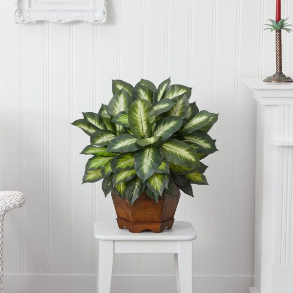 Dieffenbachia Plant