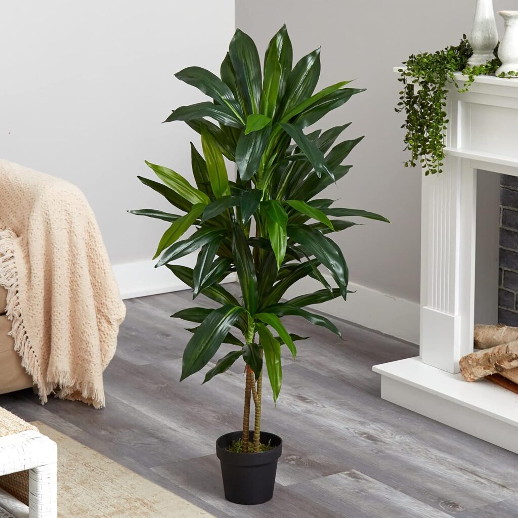 Dracaena Plants