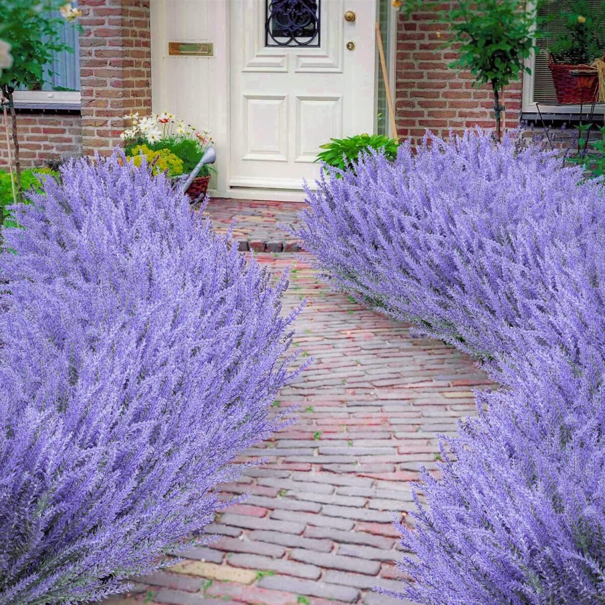 Lavender Flowers