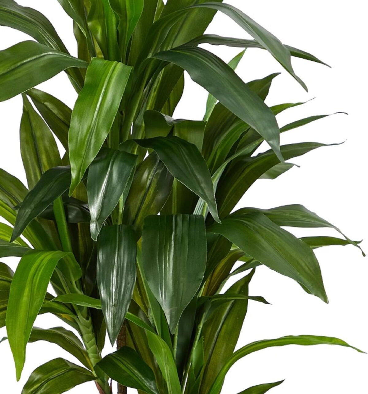 Dracaena Plants