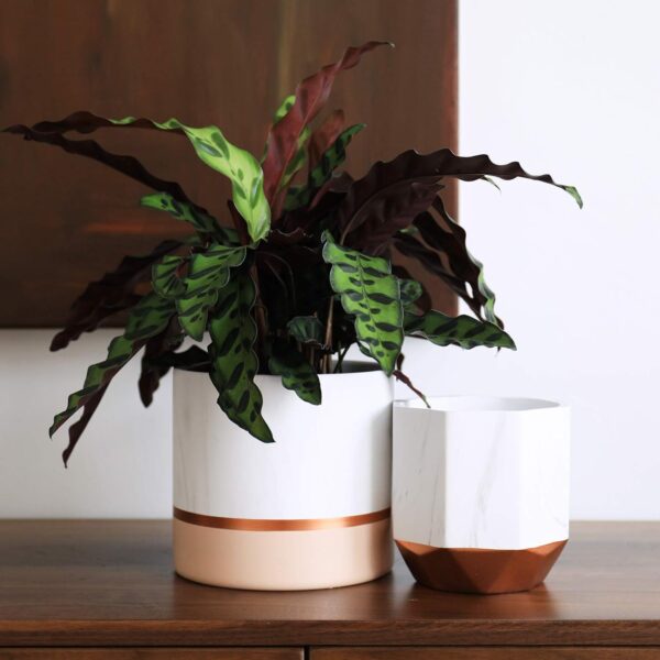 Artificial Plants With Pots